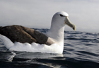 Salvins albatross271 copy.jpg